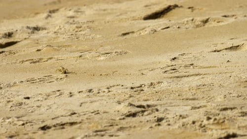 Crab on the Sandy Beach