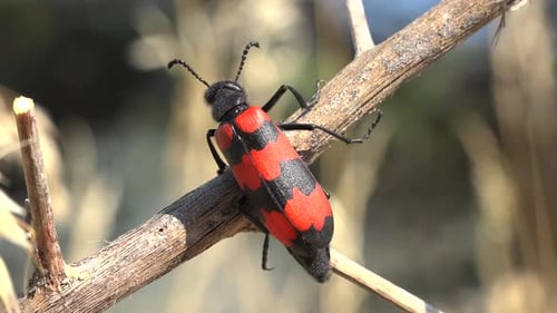 Ein rot-schwarz gefleckter Soldatenkäfer auf Blättern von Dry Weed