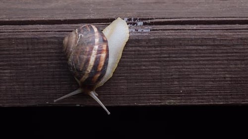Schnecke kriecht ein Holzbrett hinunter