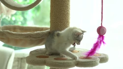Cute Persian Cat Playing Toy On Cat Tower Slow Motion