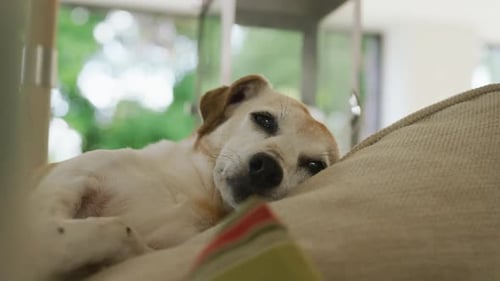 Dog Relaxing on Couch in Cozy Home