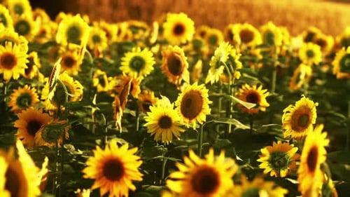 Field of Blooming Sunflowers on a Background Sunset