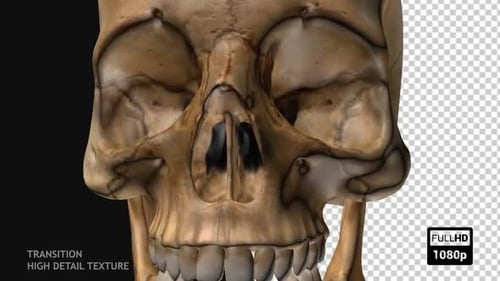 3D Rotating Human Skull with High Detail Texture