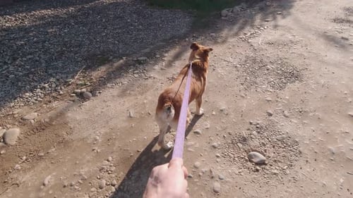 Walking With The Dog POV