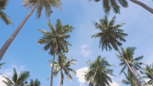 Tropical Palms, Clouds and Sky