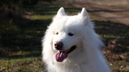 White fluffy cute dog Samoyed walks in the forest on a sunny day.