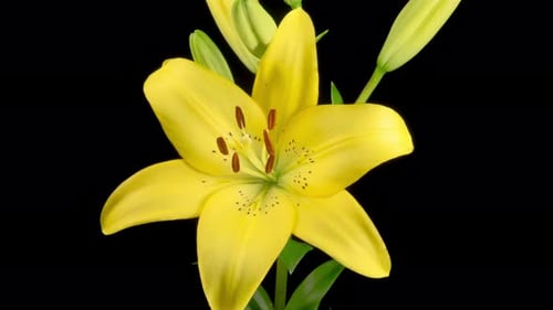 Yellow Lily Blooming Time Lapse on Black Background