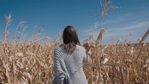 Woman Walking Through Cornfield on Sunny Day
