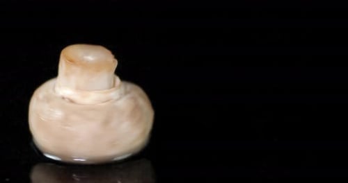 Mushroom Rotating on a Black Background