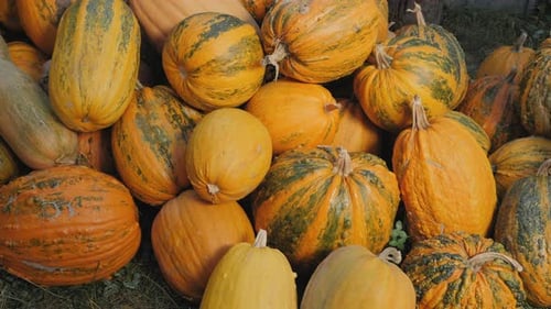Assorted Gourds and Pumpkins Piled Together
