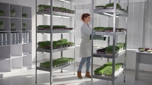 Female Farmer Harvesting Ripe Micro Green in Containers for Delivery to Buyers Backdrop of Shelves