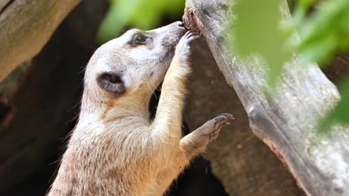 Meerkat Eating from Tree in Natural Habitat