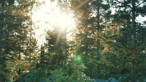 Morning in Forest. Sunset Rays Pass Through Trees