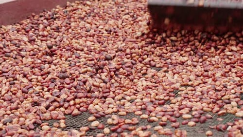 Close Up Of Drying Coffee Cherries