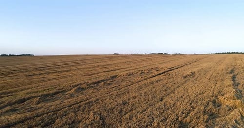 Flying Over Wheat Field Agriculture