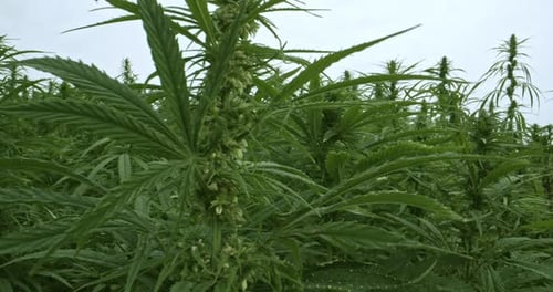 Organic textile hemp plants swaying in the wind