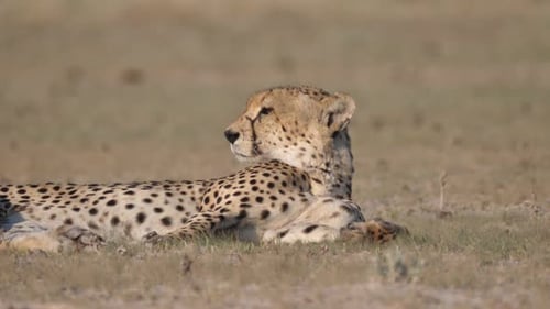 Gepard ruht sich aus und schaut sich um