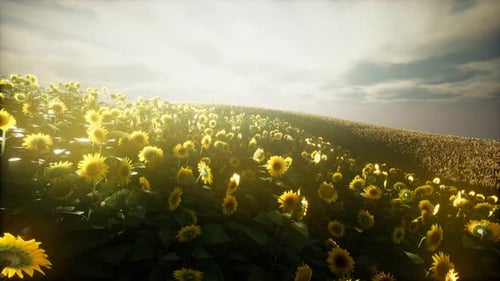Sunflower Field and Cloudy Sky