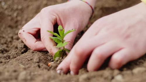 Hands Gently Planting Seedling in Soil