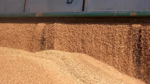 Grain Truck Unloading
