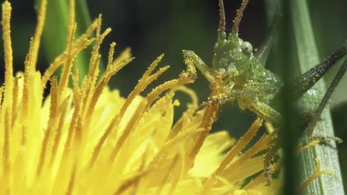 Green Grasshopper On A Yellow Dandelion