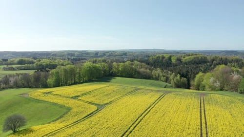 Golden Canola Fields Extending Towards Forest Lands in Jutland