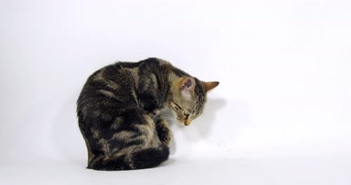 Brown Tabby Domestic Cat, Pussy sitting and Licking its Paw On White Background, Slow Motion 4K