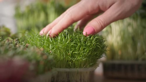 Small Microgreens Farm Girl Touches and Then Sprinkles Fresh Plants with Water in Transparent