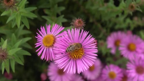 Bee Pollinating Purple Flower in Sunny Garden
