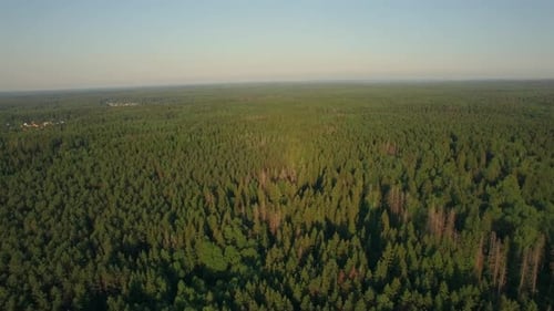 Aerial Flight Above the Huge Green Forest, Russia