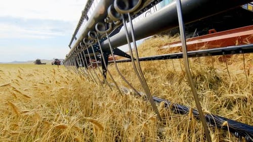 Harvesting Wheat in Rural Farmland on Bright Day