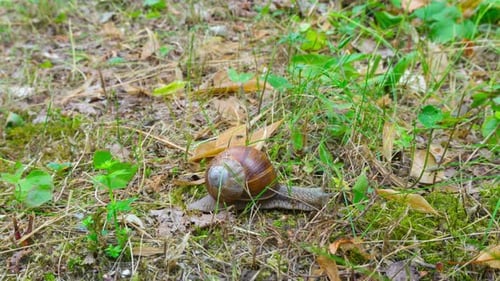 Die Schnecke kriecht auf dem Boden
