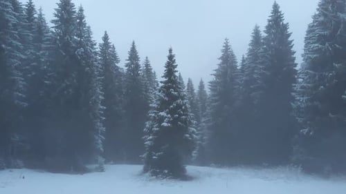 Drohnenflug im dunklen Bergkiefernwald bei Schneefall