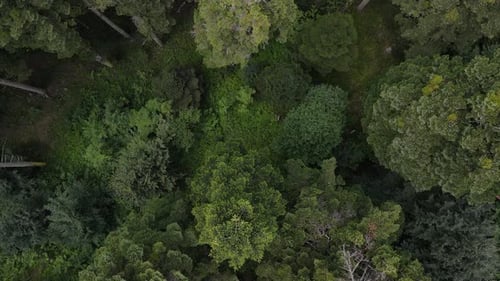 Epic Forest