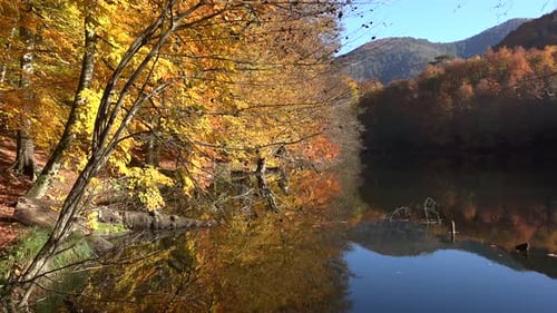 Tranquil Calm Lake in the Red Forest in Autumn