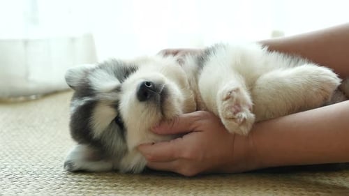 Adorable Husky Puppy Sleeping Peacefully in Hands