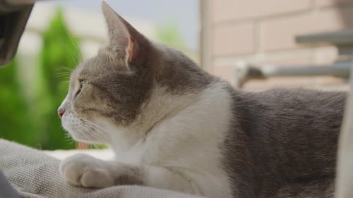 Gray and White Cat Resting on Cushion Outdoors
