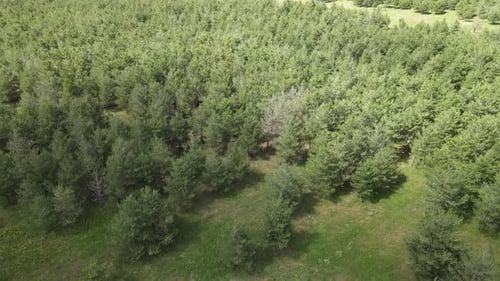 bosque aéreo