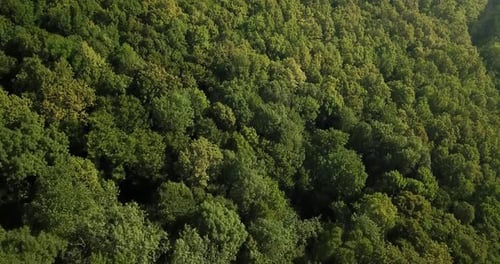 Aerial Top View of Caucasian Mountain Forest, Texture of Forest View From Above.