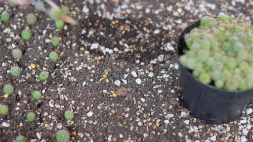 Closeup female hands planting cactus in soil