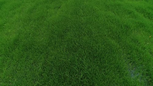 Hierba verde