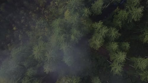 Fog over a green conifer forest as top down shot by a drone in the fall season.