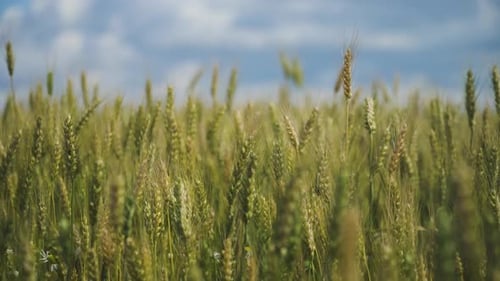 Wheat Field in the Countryside.