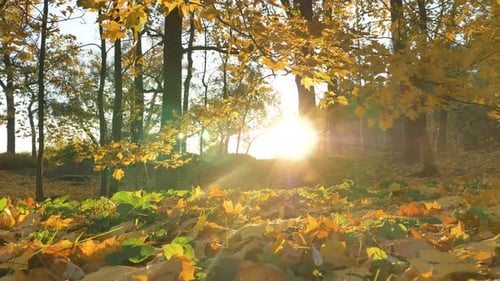 Bright Sunlight Breaks Through Lush Yellowed Trees in Park