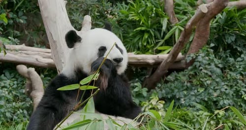 Panda eating bamboo