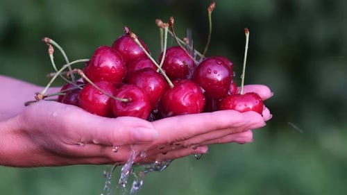 Handful of Fresh Cherries Washed in Clear Water