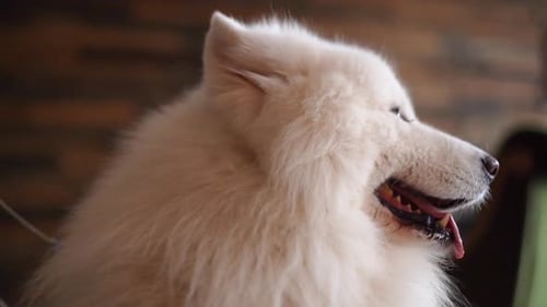 Close-up Portrait of White Charming Dog of the Breed Samoyed