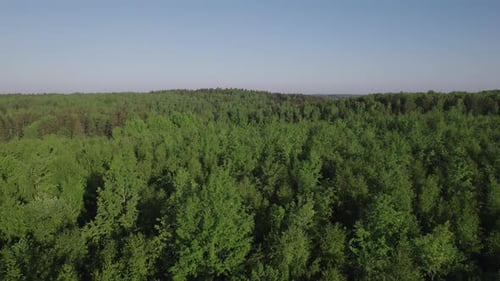 Flying over a vast untouched green forest on a clear sunny day.