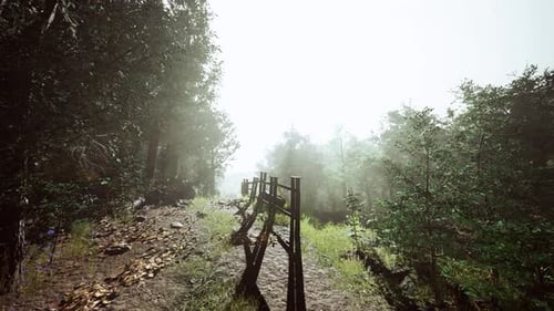 Hyperlapse in a Summer Forest in Fog