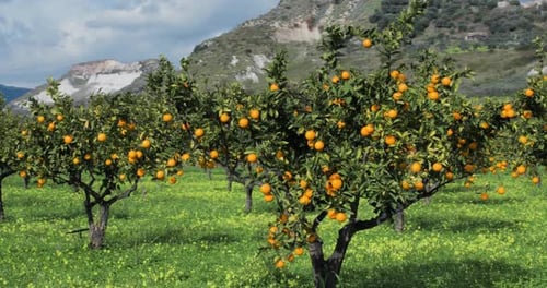 Orange Tree with Mountain Background